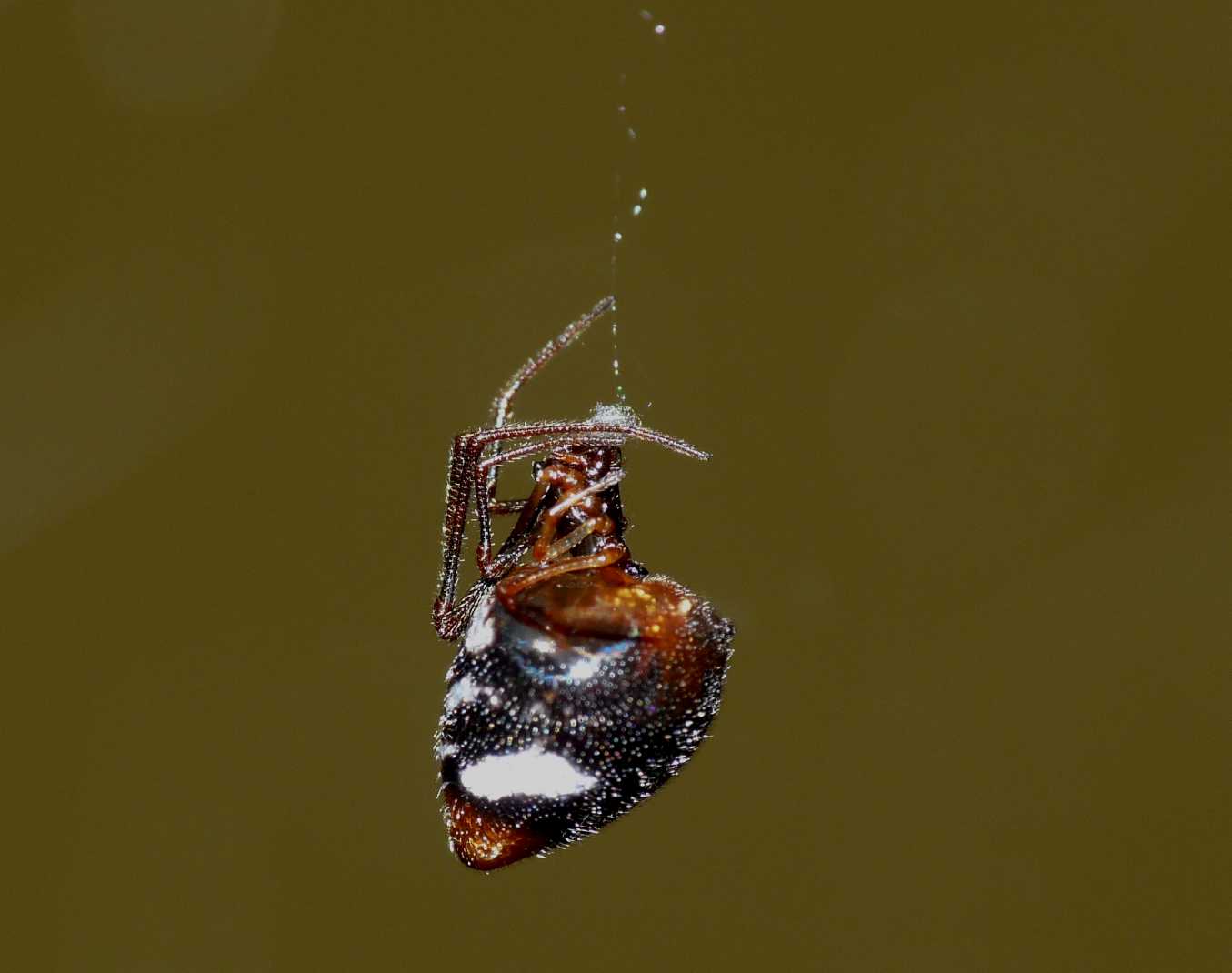 Argyrodes: colori e dimensioni